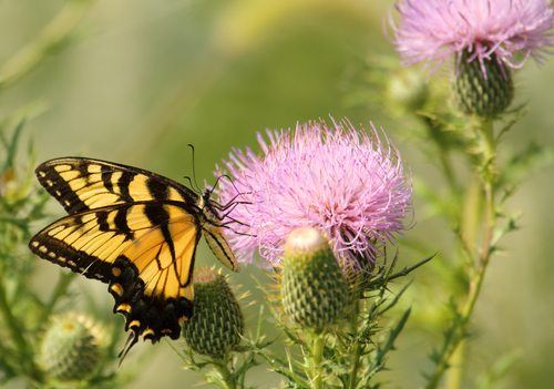 Swallowtail Butterfly and Milk Thistle