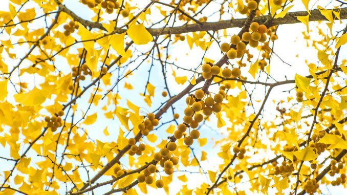 ginkgo biloba