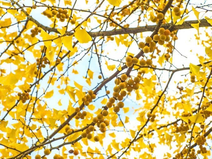 ginkgo biloba