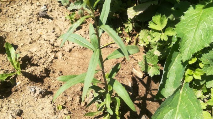 Goji (kustovnice čínská) - hojně využívaná rostlinka v tradiční čínské medicíně Kustovnice čínská