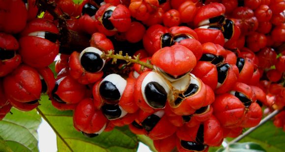 Guarana neboli paulinie nápojná: přírodní zdroj energie, který povzbudí bez vedlejších účinků