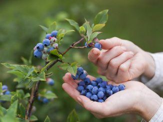 Brusnice borůvka: účinná léčivka z lesů