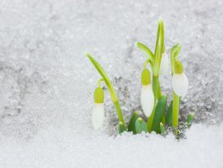 Sněženka podsněžník: posel jara, který může pomáhat