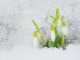 Sněženka podsněžník: posel jara, který může pomáhat