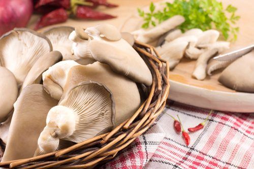 Hlíva ústřičná: zázračná houba, kterou si můžete vypěstovat i v bytě
