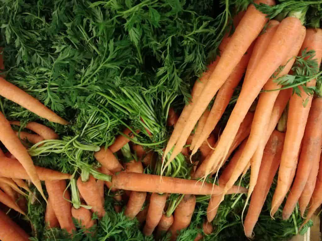 Mrkev obecná a její účinky → Bylinkovo.cz