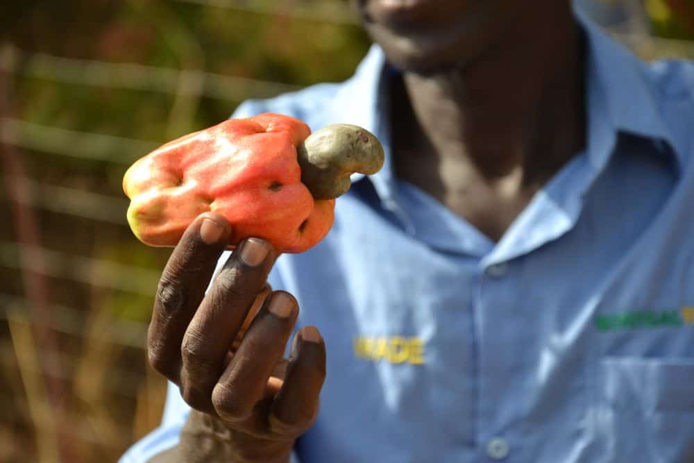 Senegal – rostlinky, bylinky a ostatní z cest 3