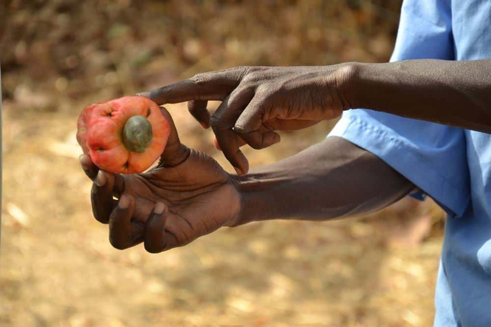 Senegal – rostlinky, bylinky a ostatní z cest 3