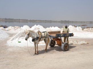 Těžba soli v Senegalu