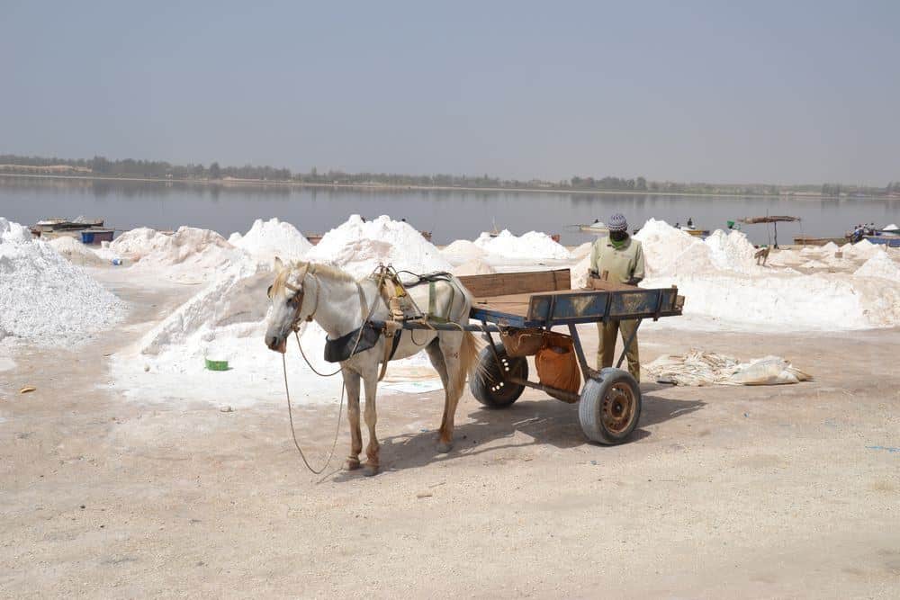 Senegal – rostlinky, bylinky a ostatní z cest 3