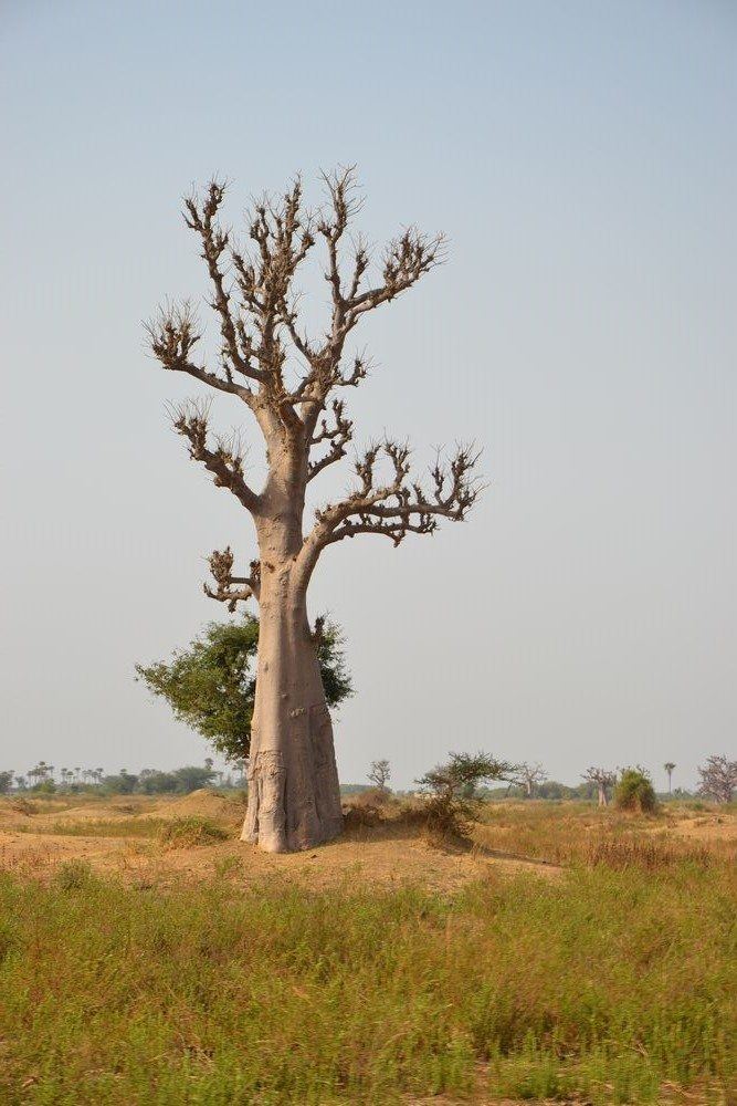 Strom Baobab v Senegalu
