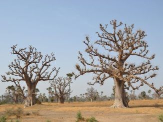 Baobab les v Senegalu