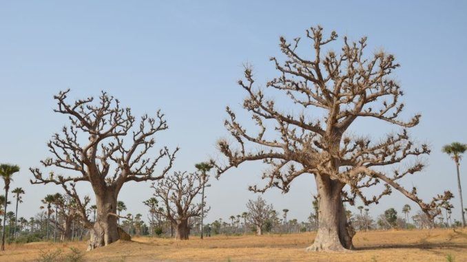 Baobab les v Senegalu