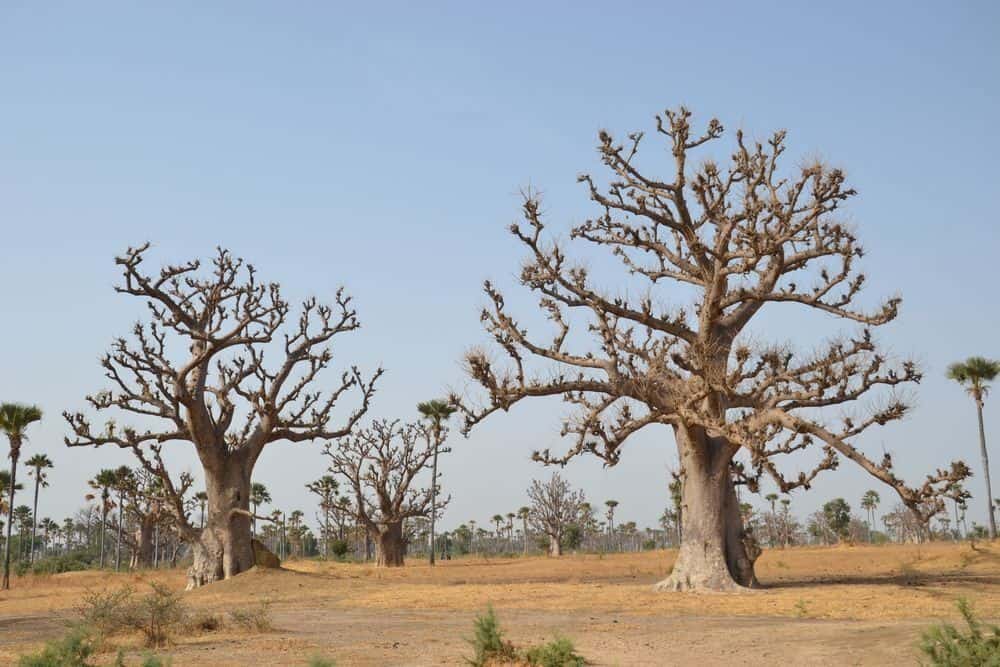 Baobab les v Senegalu
