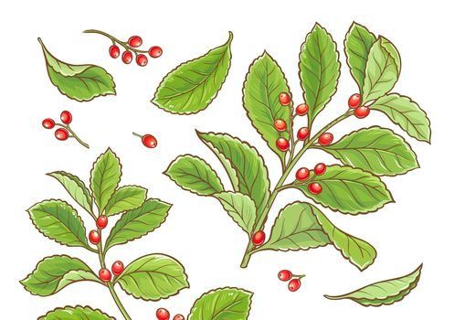 Cesmína paraguayská: strom, z jehož listů se vyrábí čaj maté