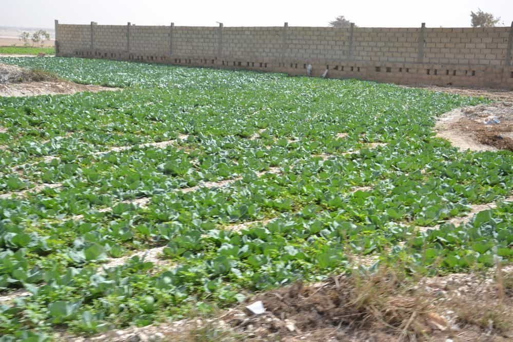 Senegal – rostlinky, bylinky a ostatní z cest 3