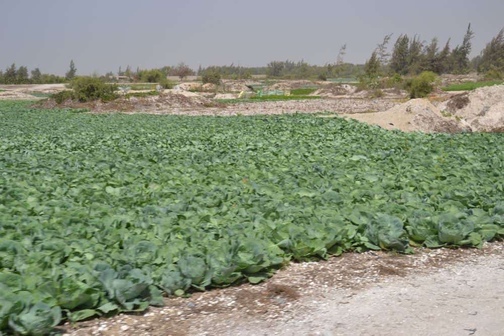 Senegal – rostlinky, bylinky a ostatní z cest 3