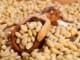 Piniové ořechy v misce