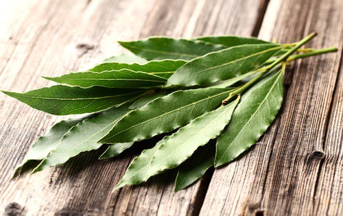 bobkový list a jeho účinky