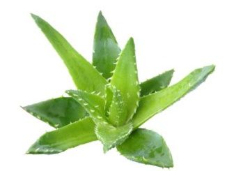 Léčivé účinky aloe very