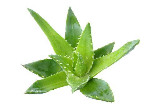 Léčivé účinky aloe very