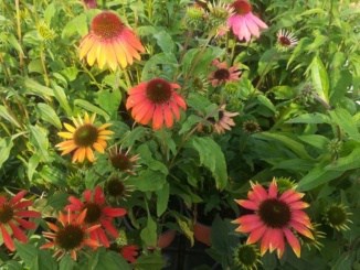 Echinacea - přírodní antibiotikum