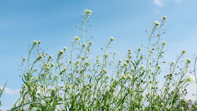 Kokoška pastuší tobolka pomáhá především při krvácení