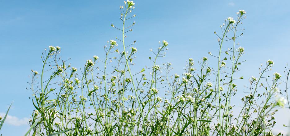 Kokoška pastuší tobolka pomáhá především při krvácení