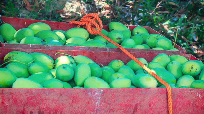 Zajímá vás, jak se pěstuje mango v Asii? Přinášíme vám zajímavý fotoreport
