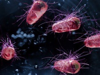 Část kmenů E. coli vyvolává průjmová onemocnění