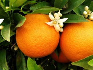 Pomerančovník čínský jako kvalitní zdroj vitamínu C