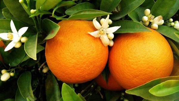 Pomerančovník čínský jako kvalitní zdroj vitamínu C