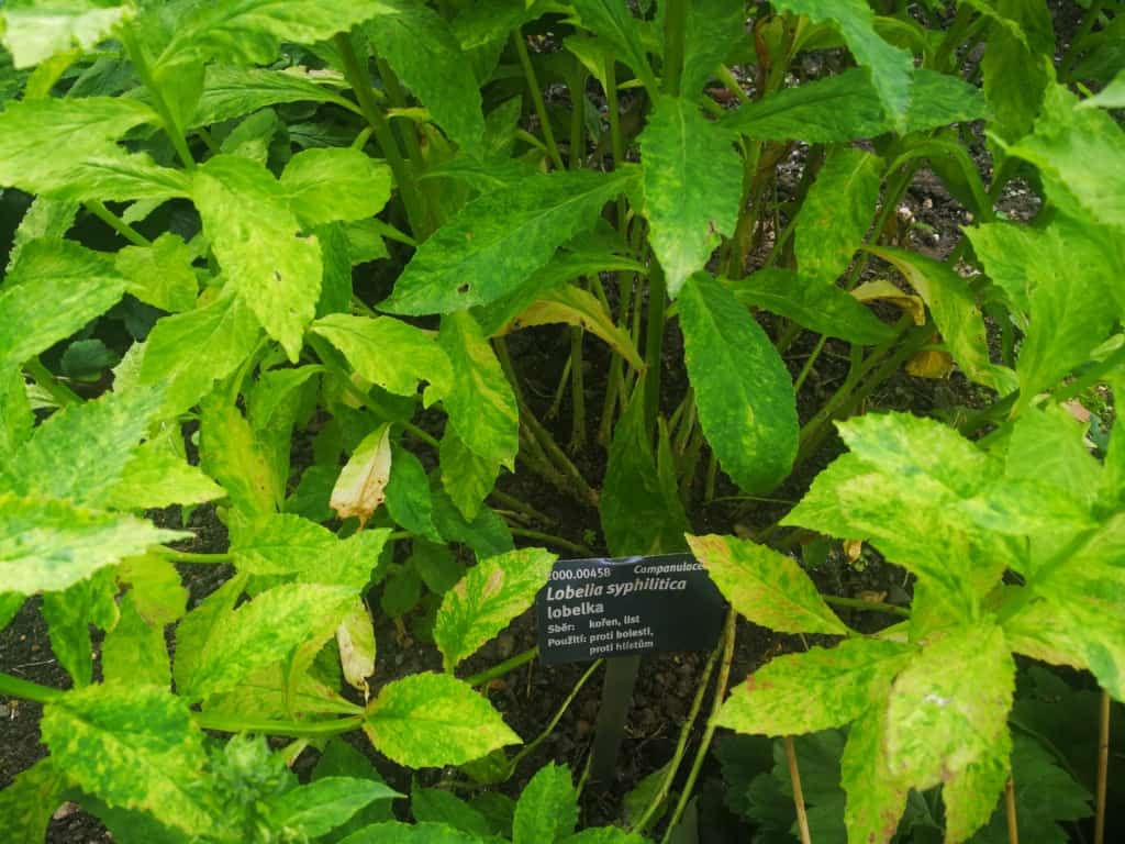 Lobelka příjičná: nepříliš známá bylinka, která může způsobit kóma