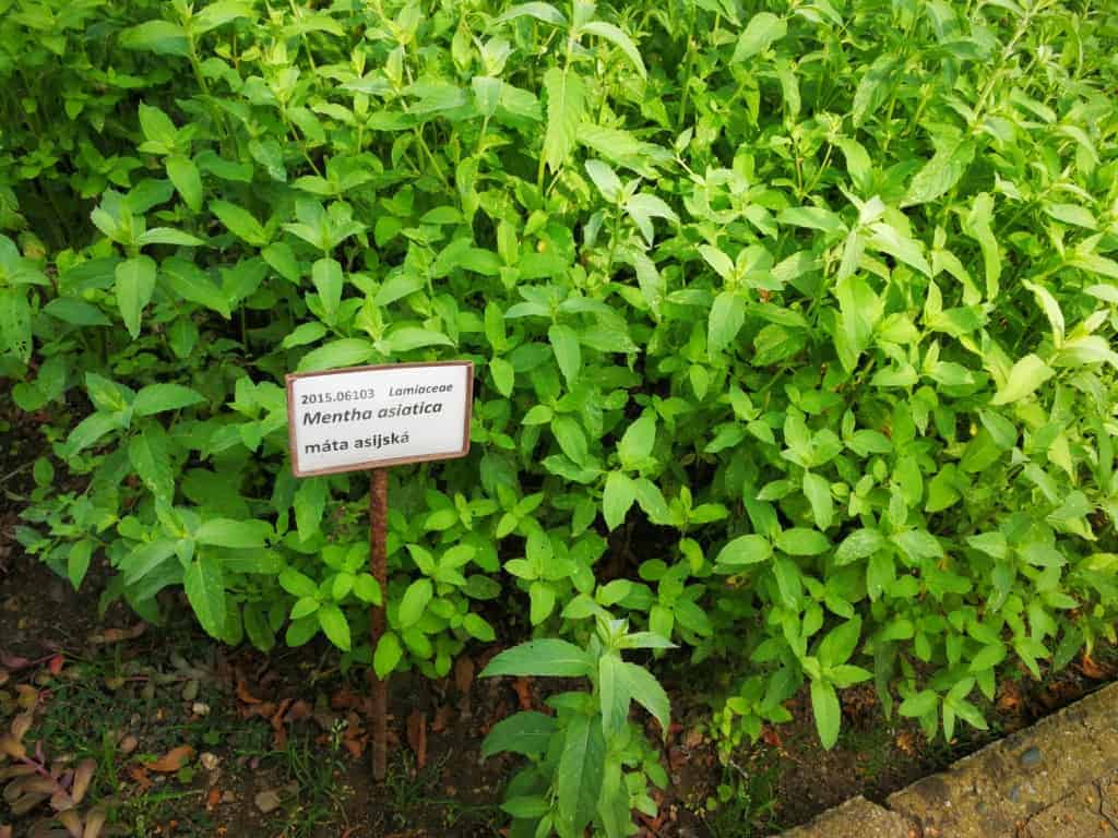 Máta peprná: léčivá rostlina s vysokým obsahem mentolu. Kladně působí na trávení