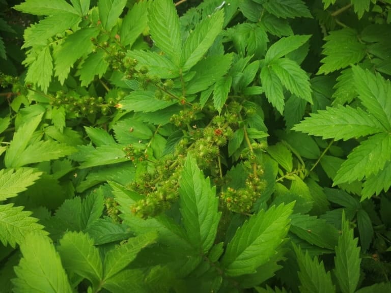 Řepík vonný pěstování a jeho účinky na lidské zdraví