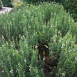 Saturejka zahradní - méně známá, ale účinná léčivka