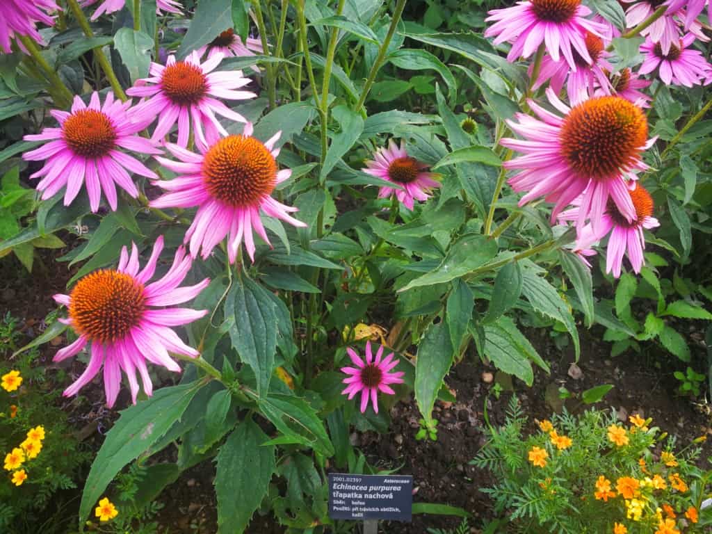 Třapatka nachová (echinacea): bylinka, která se řadí mezi účinná přírodní antibiotika