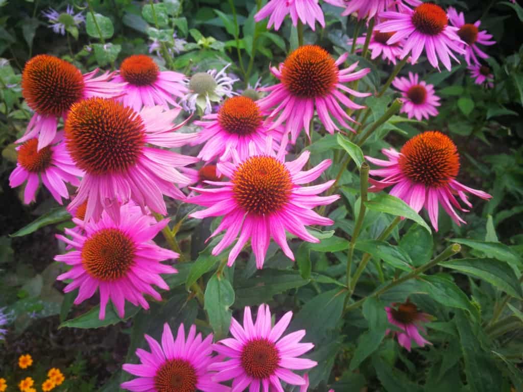 Třapatka nachová (echinacea): bylinka, která se řadí mezi účinná přírodní antibiotika