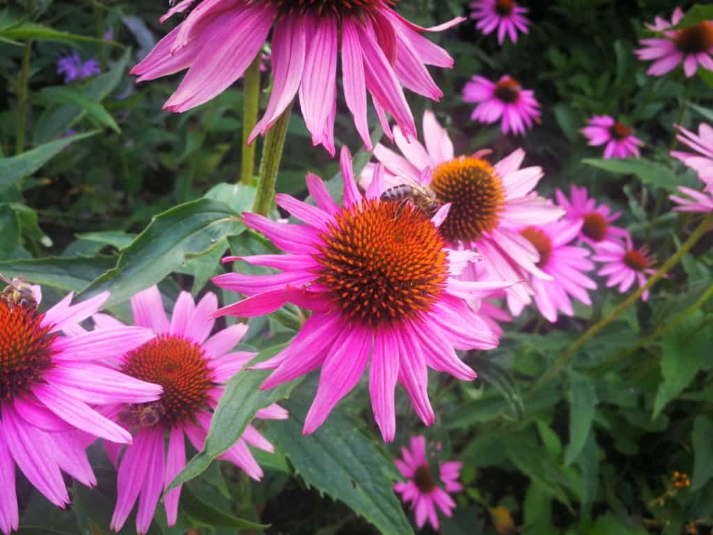 Třapatka nachová (echinacea): bylinka, která se řadí mezi účinná přírodní antibiotika