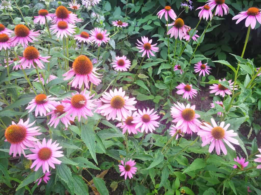 Třapatka nachová (echinacea): bylinka, která se řadí mezi účinná přírodní antibiotika