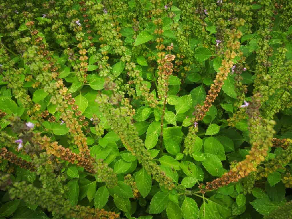 Bazalka posvátná: indická bylinka, jejíž pozitivní účinky potvrdila i západní medicína