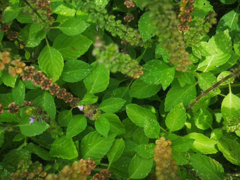 Bazalka pravá je všeobecně známá bylinka. Znáte ale její léčivé účinky?