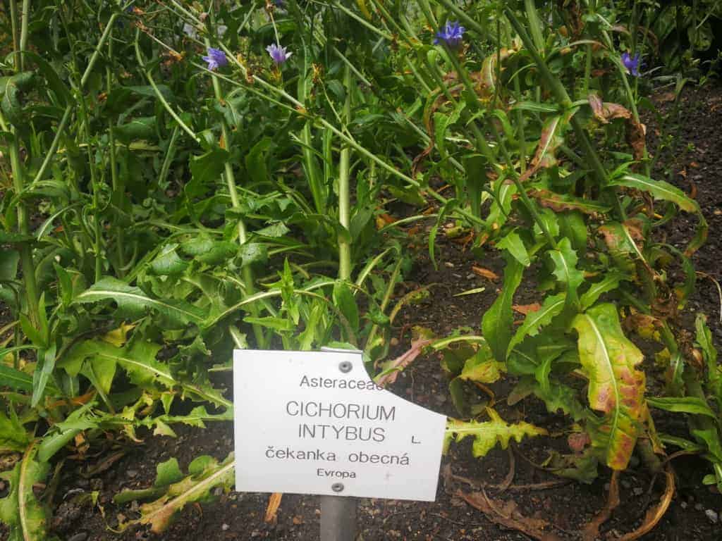 Čekanka obecná: léčivá bylinka, kterou najdete takřka všude a můžete si ji i vypěstovat