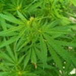 Konopí seté - nebezpečná droga, nebo léčivá rostlina?