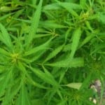 Konopí seté: nebezpečná droga, nebo léčivá rostlina?