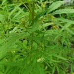Konopí seté: nebezpečná droga, nebo léčivá rostlina?