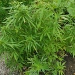 Konopí seté - nebezpečná droga, nebo léčivá rostlina?