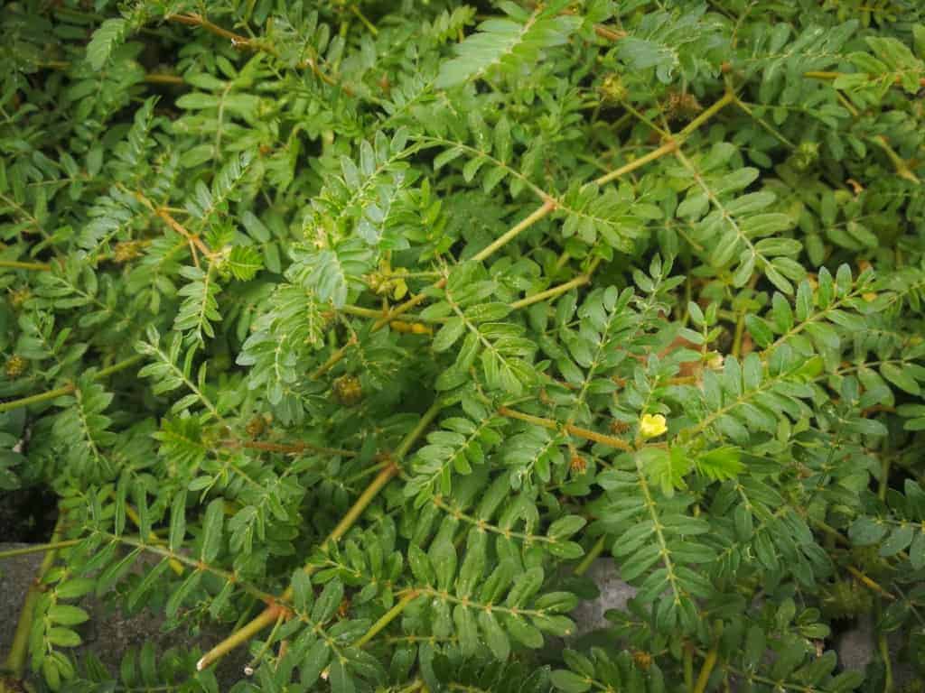 Kotvičník zemní - rostlina, která má skvělé účinky na sexuální život