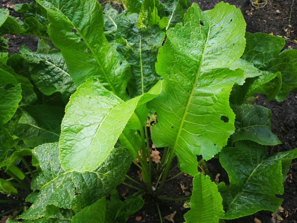 Křen selský: velmi zdravá kuchyňská ingredience. Pomůže vám i přes štiplavou chuť