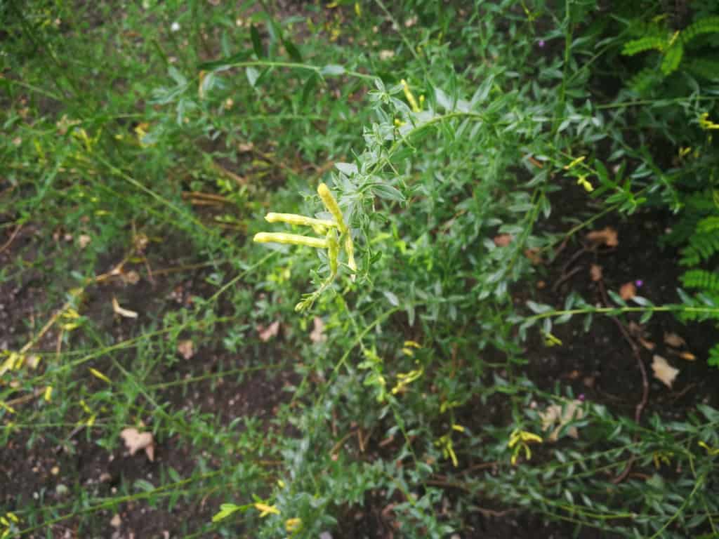Kručinka barvířská: oblíbená rostlina pro zisk žlutého barviva na barvení látek a vlny